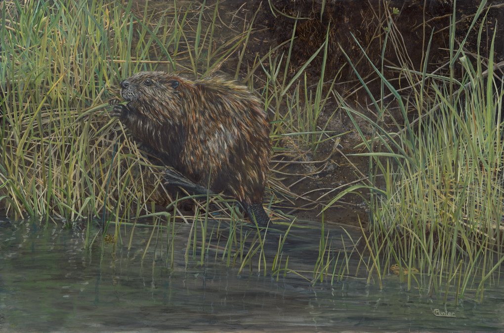 Claudia Punter - Castor Canadensis  -The Beaver