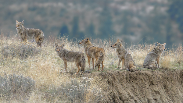 Lyle Smuin - Coyote Family