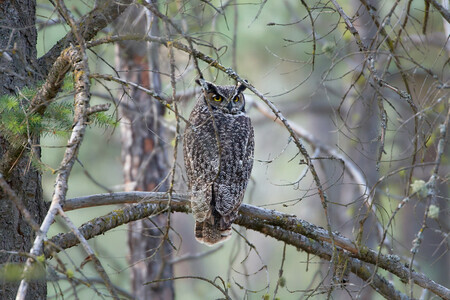 Lyle Smuin - Sneak Peek, a Great Horned Owl
