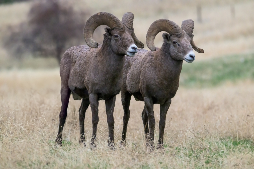 Lyle Smuin - Bighorn Majesty