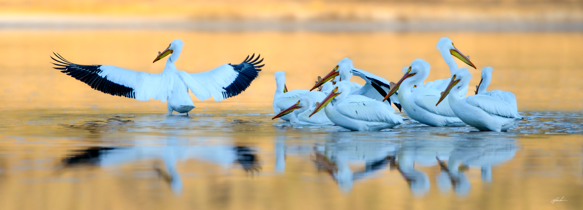 Lyle Smuin - Pelicans Landed