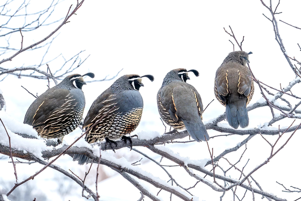 Greg Reely - Four Quail